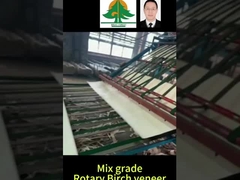 Cały rozmiar obrotowej foliary brzozowej grubość 0,5 mm rozmiar 2600 * 1300 mm dla mieszanki