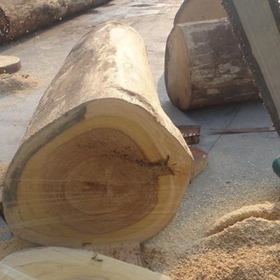 Zrekonstruowane arkusze z drewna dekoracyjnego z inżynierii plaster Biały Winogron 905S 0,5 mm