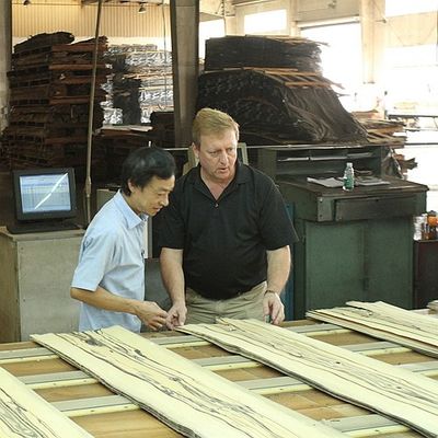 Tulip American Natural Topola Wood Fornir Flat Cut Crown White For Doors