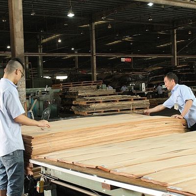 Tulip American Natural Topola Wood Fornir Flat Cut Crown White For Doors