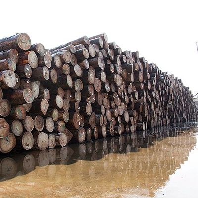 Naturalna okleina z drewna Koto ćwiartka Specjalna prosta perła Ziarno Dobra zdolność zaopatrzenia w proces barwienia