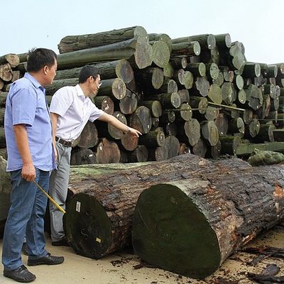 Zbudowany przez człowieka drewniany wino złoty klonowy burl 640-1280mm G.MB-X8008 Fleeced Back For Car Interior