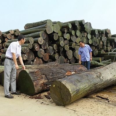 Zbudowany przez człowieka drewniany wino złoty klonowy burl 640-1280mm G.MB-X8008 Fleeced Back For Car Interior