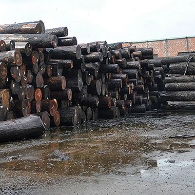 Niezwykły naturalny biały popioł drewna finery burl oliwy AA klasy dla ścian pokrycia grubość 0,5 mm