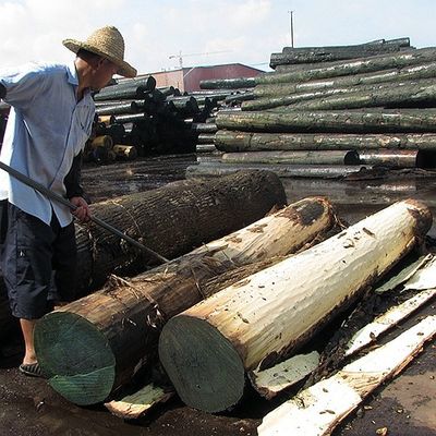 Afryka Naturalny fornir Makore Wood Cherry Mahogany do dekoracji hoteli i mebli