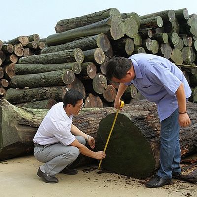 Fornir z naturalnego orzecha amerykańskiego, ćwiartka o prostym kształcie, do produkcji mebli wysokiej klasy Fsc China Producent