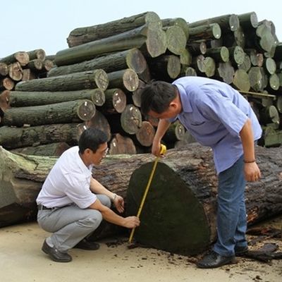 Wysokiej klasy inżynieryjnie wykonane fałdowanie drewna Walnut WT-X003 Proste 2500 * 640mm dla drzwi China OEM Factory