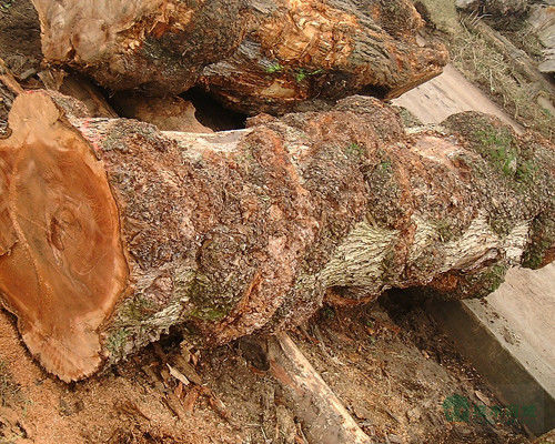 Masywne drewno Amerykańskie blachy wiórów klasy A dla ćwierć cięcia Korony ziarna naturalny kolor dla drzwi twarz 3200mm do góry